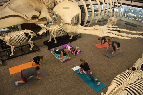 A group of people practicing yoga on mats beneath large animal skeletons in a museum setting.