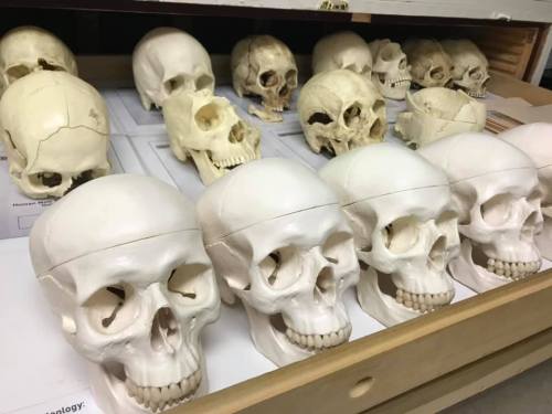 A collection of human skull models arranged in a drawer, showcasing various angles and details.
