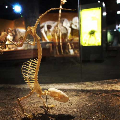 A skeletal dinosaur exhibit in a museum, showcasing a small dinosaur skeleton in a glass display.