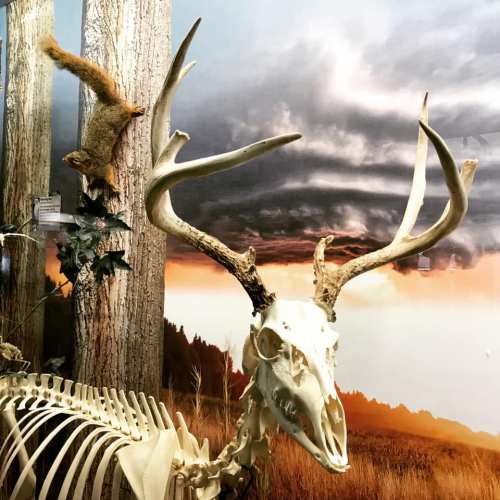 A deer skeleton with antlers in front of a scenic backdrop, alongside a squirrel climbing a tree.