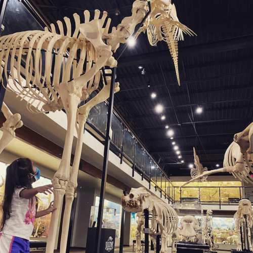 A child examines a large animal skeleton in a museum, surrounded by other skeletons in a well-lit exhibit.