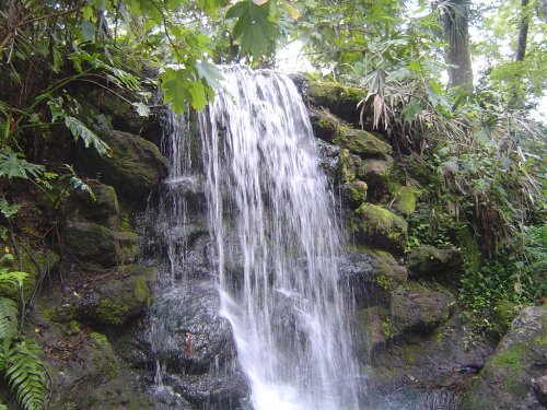 A serene waterfall cascading over moss-covered rocks, surrounded by lush green foliage in a tropical forest.