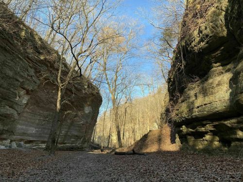 A serene canyon with tall rock walls, bare trees, and a clear blue sky, surrounded by fallen leaves on the ground.