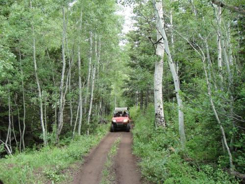 An off-road vehicle drives along a narrow dirt path surrounded by lush green trees and foliage.