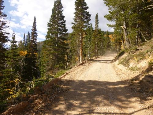 A dirt road winding through a forest of tall pine trees, with hints of autumn colors in the background.