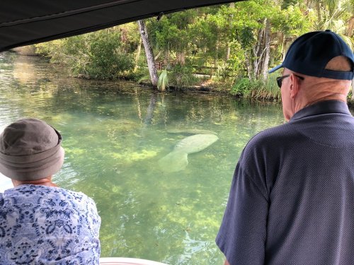 Two people on a boat watch a manatee swimming in clear water surrounded by lush greenery.