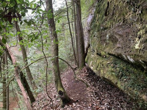 A narrow trail winds through a forest, flanked by tall trees and a moss-covered rock wall.