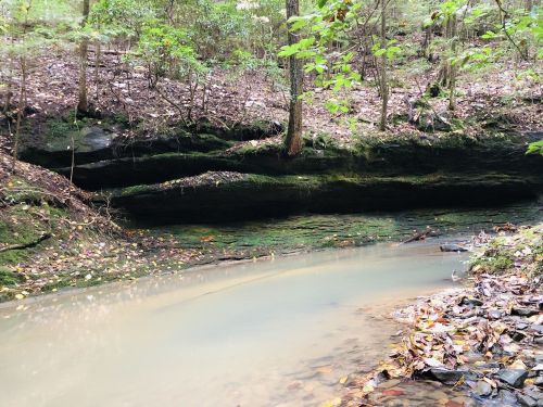 A serene forest scene with a shallow stream flowing through, surrounded by mossy rocks and lush greenery.