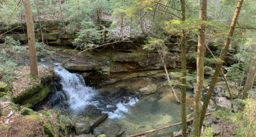 A serene forest scene featuring a small waterfall cascading into a clear pool, surrounded by lush greenery and rocky terrain.