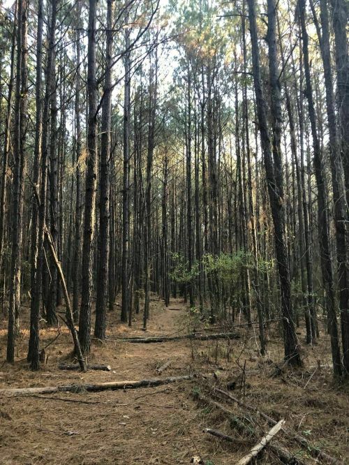A serene forest scene with tall pine trees, a dirt path, and scattered fallen branches on the ground.