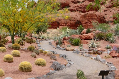 A winding path through a desert garden with cacti, rocks, and vibrant yellow trees against red rock formations.