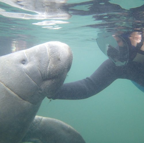 A person in a wetsuit gently interacts with a manatee underwater.