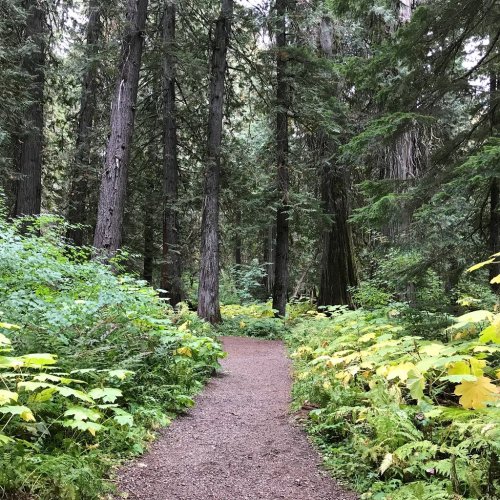 A winding dirt path through a lush green forest, surrounded by tall trees and vibrant foliage.