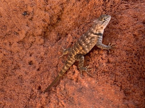 A lizard with a patterned body climbs on a textured, reddish-brown rock surface.