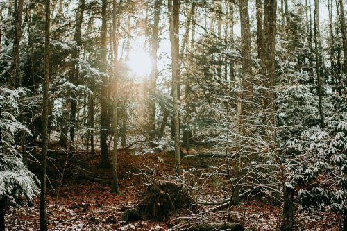 Sunlight filters through a snowy forest, illuminating trees and fallen leaves on the ground.