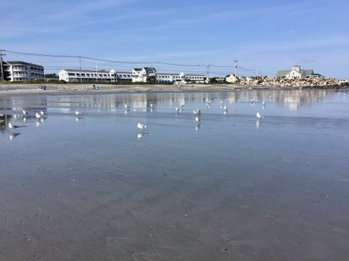 Seagulls on a wet beach with reflections, surrounded by buildings and a clear blue sky.