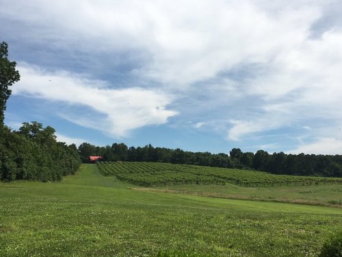 A lush vineyard stretches across a green landscape under a blue sky with wispy clouds, featuring a red barn in the distance.
