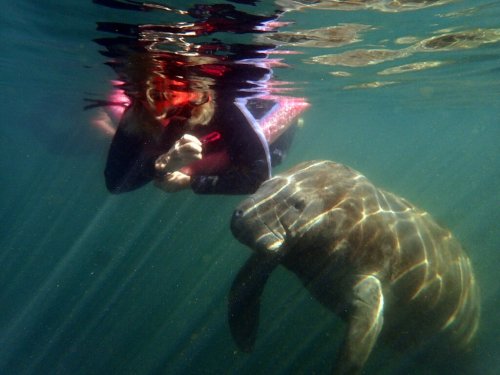 A person in a wetsuit interacts with a manatee underwater, surrounded by shimmering water reflections.