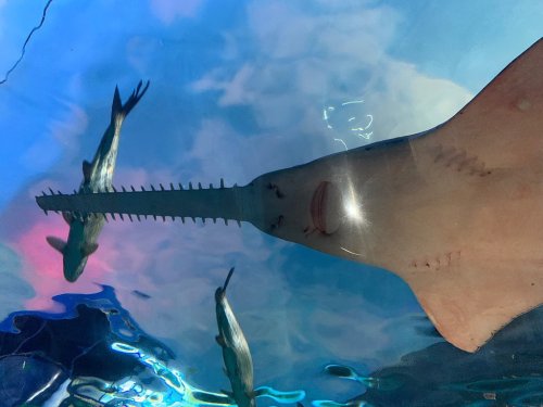 A sawfish swims underwater, showcasing its long, serrated snout, with other fish visible in the background.
