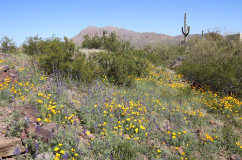 A vibrant desert landscape with yellow and purple wildflowers, cacti, and mountains in the background under a clear blue sky.
