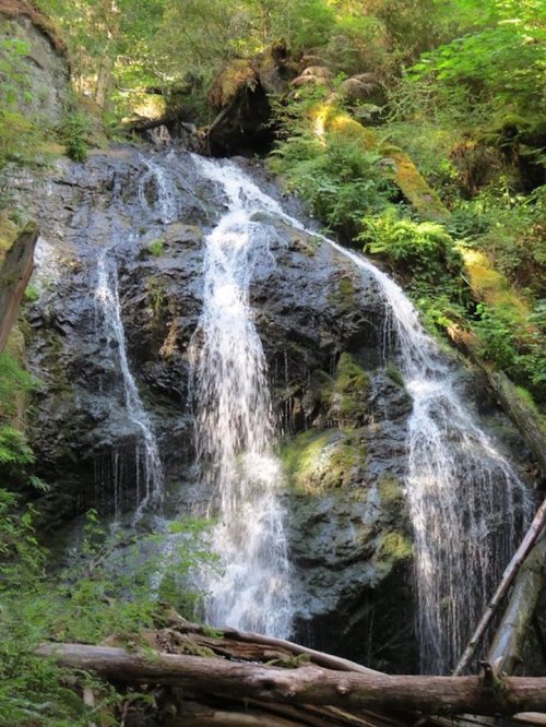 A serene waterfall cascading down a rocky cliff, surrounded by lush green foliage and fallen logs.
