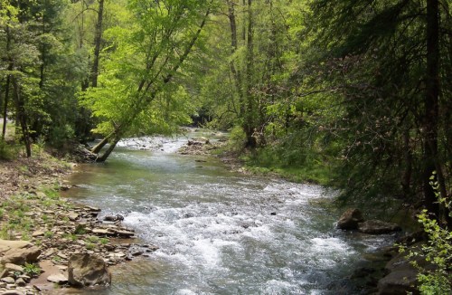 A serene river flows through a lush green forest, with trees lining the banks and sunlight filtering through the leaves.