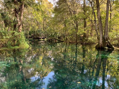 A serene forest scene with clear water reflecting trees and greenery, creating a tranquil natural setting.
