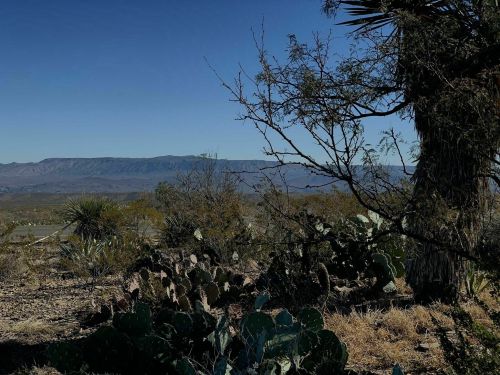 A desert landscape featuring cacti, sparse vegetation, and distant mountains under a clear blue sky.