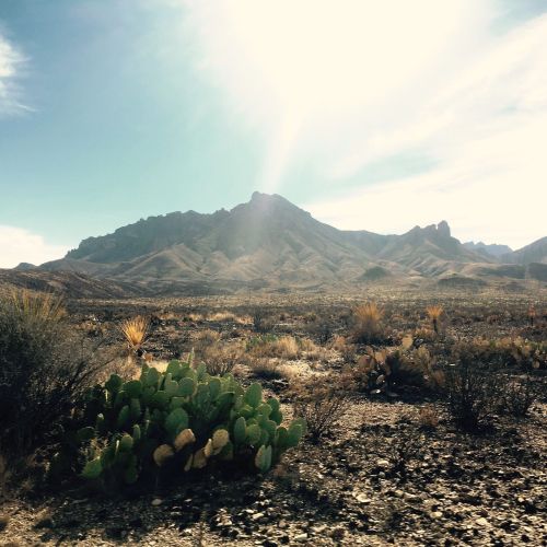 A desert landscape featuring cacti, rocky mountains, and a bright sun illuminating the scene.