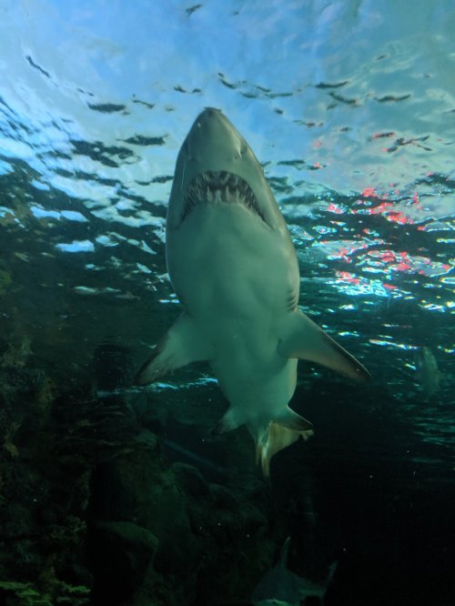 A shark swimming underwater, viewed from below, with its mouth open and water rippling above.