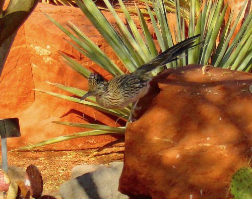 A bird with a striped body perches on a rock, surrounded by desert plants and red soil.