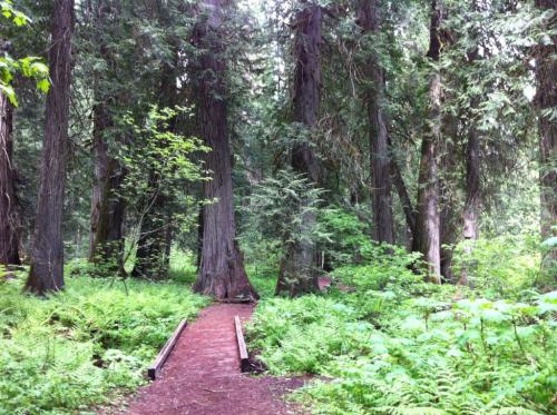 A serene forest path winding through tall trees and lush green ferns, inviting exploration and tranquility.