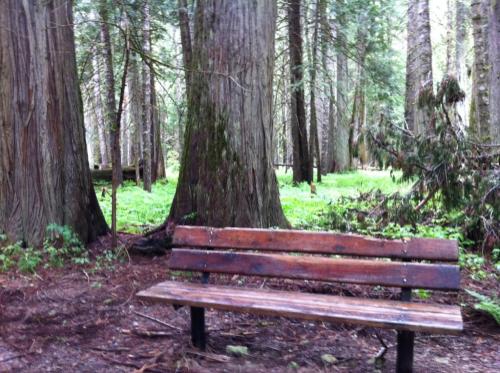 A wooden bench in a lush forest surrounded by tall trees and greenery.