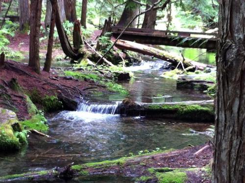 A serene forest scene featuring a small stream with gentle waterfalls, surrounded by lush greenery and fallen logs.