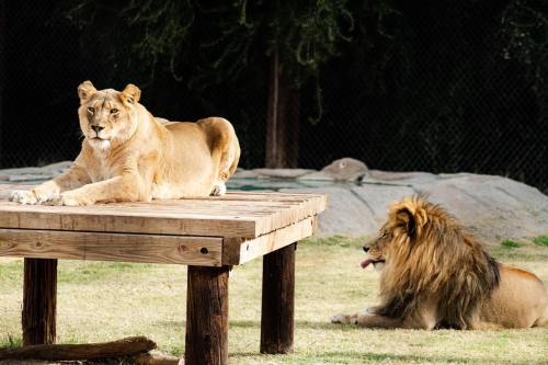 A lioness lounges on a wooden platform while a lion rests on the ground nearby in a grassy area.