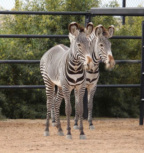 Two zebras standing side by side in a sandy enclosure with green foliage in the background.