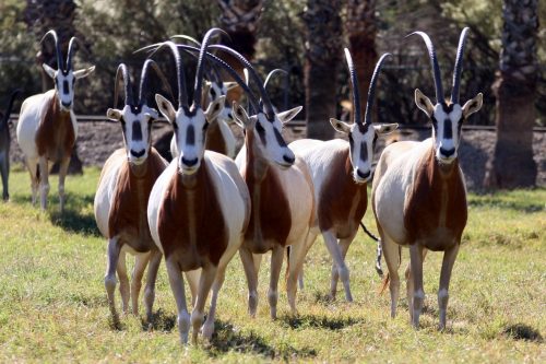 A group of six goats with long horns walking together in a grassy area, surrounded by palm trees.