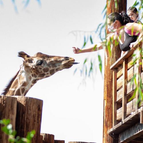 A woman and child reach out to a giraffe at a zoo, with the giraffe extending its tongue towards them.