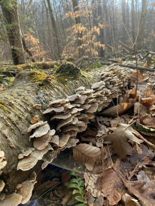 A fallen log covered in mushrooms, surrounded by fallen leaves and trees in a forest setting.