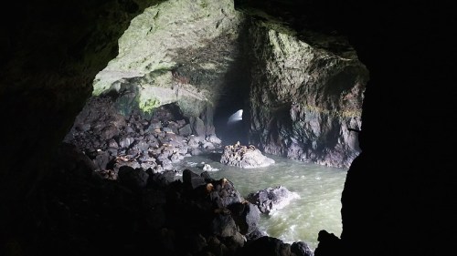 A dark cave opening with rocky formations and water, illuminated by light from outside. Seals are resting on the rocks.