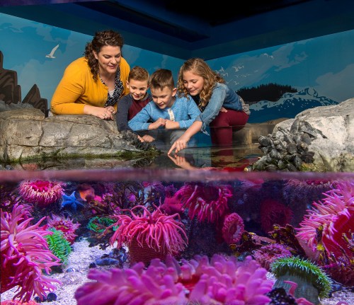 A woman and three children explore a tide pool, touching sea creatures, with colorful anemones visible underwater.