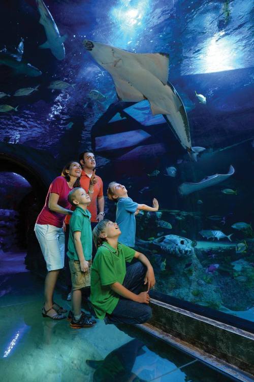 A family watches a stingray swim in an aquarium, with colorful fish and underwater scenery in the background.