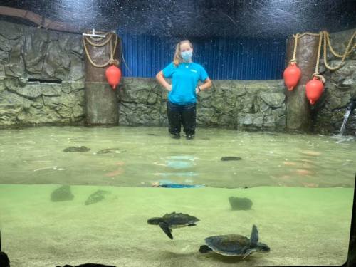 A person in a blue shirt and mask stands in shallow water, with turtles swimming below in an aquarium setting.
