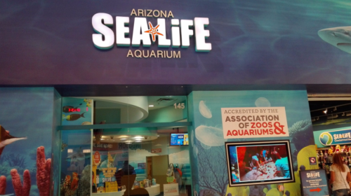 Entrance to Arizona Sea Life Aquarium, featuring colorful aquatic decor and an accreditation sign.
