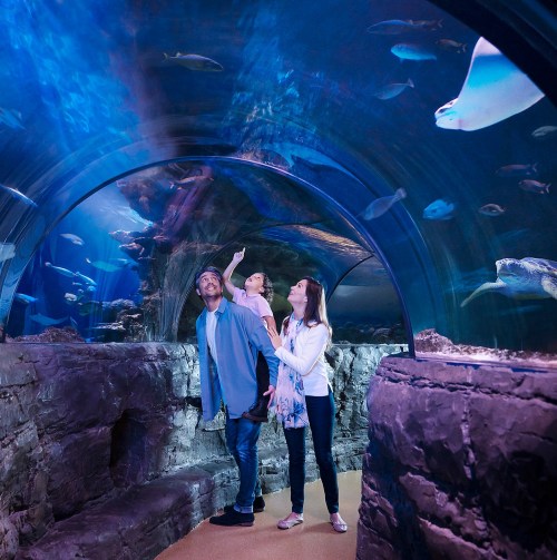 A family explores an aquarium tunnel, admiring fish and a stingray swimming overhead.