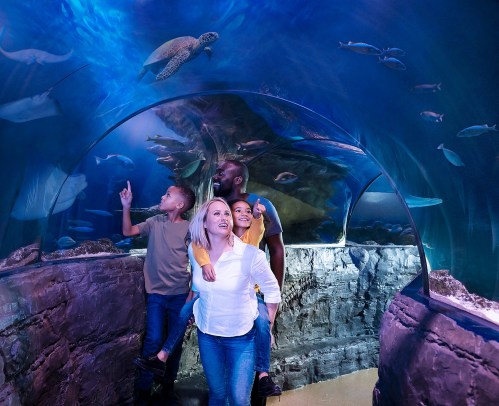 A family explores an aquarium tunnel, pointing at fish and a turtle swimming above them.