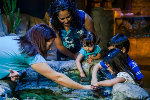 Two adults and three children interact with a shallow water tank, exploring marine life in a vibrant, indoor setting.