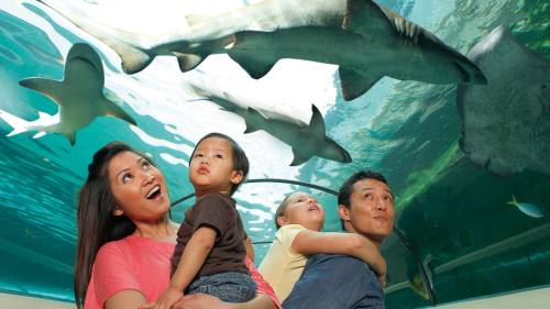 A family of four enjoys an aquarium, looking up at swimming sharks and fish through a glass tunnel.