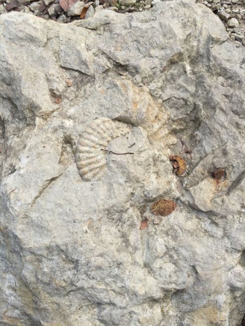Fossilized shell embedded in a rocky surface, showcasing spiral patterns and natural textures.