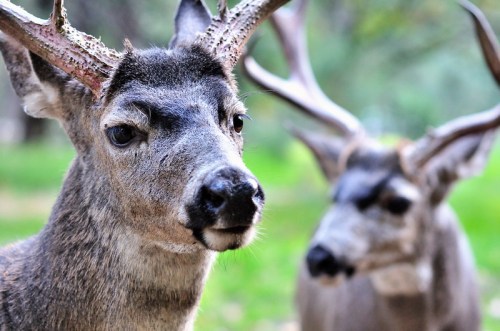 Close-up of a deer with antlers, with another deer softly blurred in the background, set in a green, natural environment.